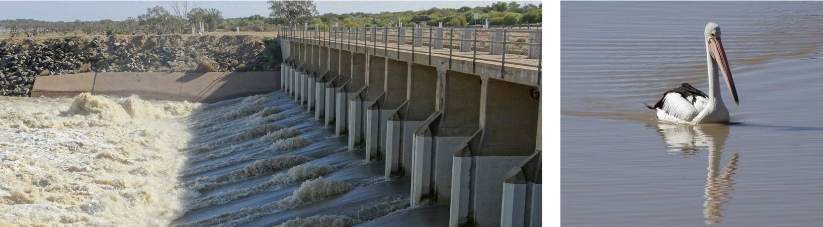 Photographs of open dam gates and also a pelican on the water.