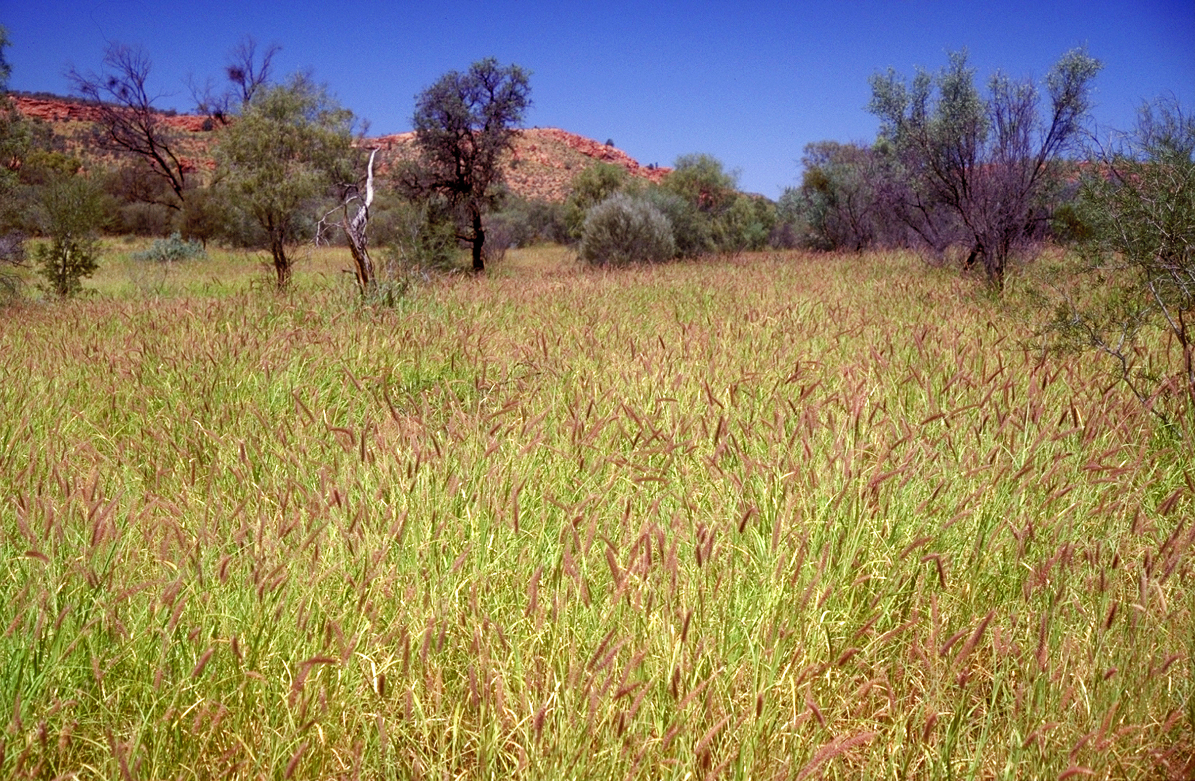 Photograph of a field showing buffel grass growing thickly.